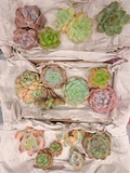 Фото покупателя к отзыву о Эхеверии яркие - черенки, набор №7