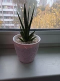 Фото покупателя к отзыву о Сансевиерия Дансинг Квин