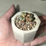 Фото покупателя к отзыву о Суккулент Конофитум микс EnjoyPlants 142900