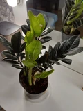 Фото покупателя к отзыву о Замиокулькас Равен (Zamioculcas Raven) D12 H55