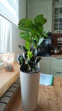 Фото покупателя к отзыву о Замиокулькас Равен (Zamioculcas Raven) D12 H55