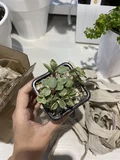 Фото покупателя к отзыву о Суккулент Крассула Портулакария Афра Вариегата