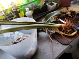 Фото покупателя к отзыву о Сансевиерия Бентель Сенсейшен