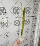 Фото покупателя к отзыву о Сансевиерия Аубрутиана Лорен