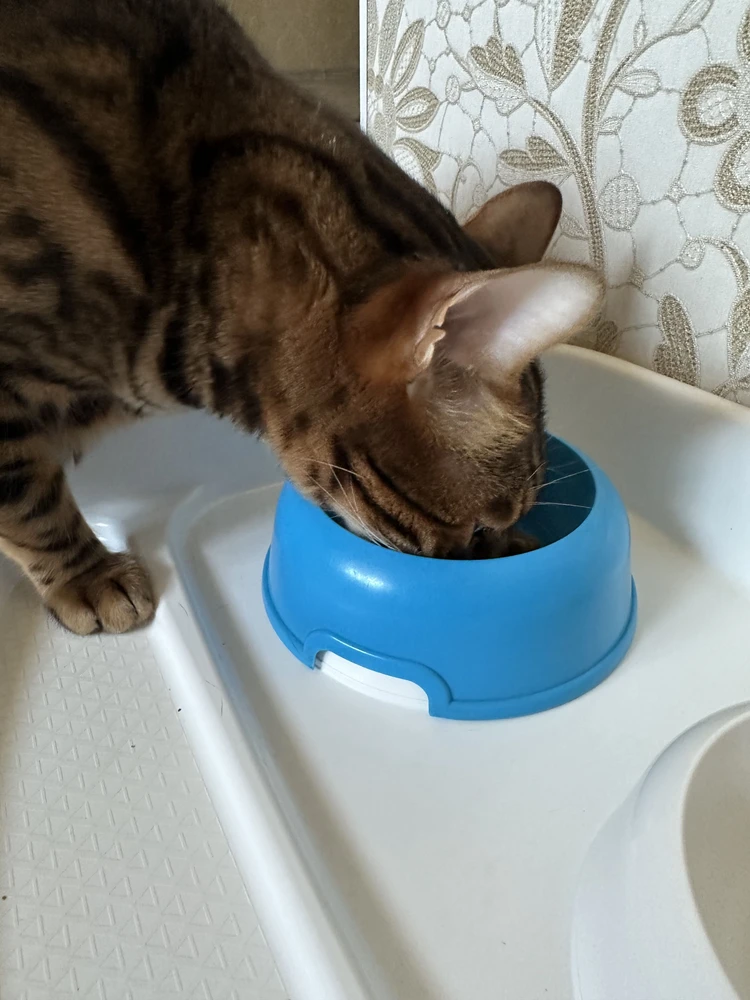 Фото из отзыва