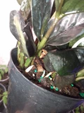 Фото покупателя к отзыву о Замиокулькас Равен (Zamioculcas Raven) D12 H55