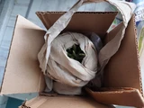 Фото покупателя к отзыву о Суккулент Ромбофиллум Нелли