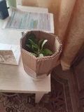 Фото покупателя к отзыву о Суккулент Пахиподиум Денсифлорум