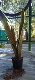 Фото покупателя к отзыву о Сансевиерия Уайт Сноу