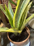 Фото покупателя к отзыву о Сансевиерия Аубрутиана Лорен D9H60