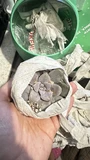 Фото покупателя к отзыву о Суккулент Граптоверия Супербум