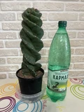 Фото покупателя к отзыву о Кактус Торнадо (Cereus monstrosa)
