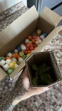 Фото покупателя к отзыву о Эуфорбия Молочай Монадениум Гюнтера