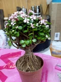 Фото покупателя к отзыву о Портулакария вариегатная (Portulacaria afra variegata) бонсай